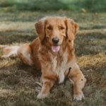 Sophie - Coventry Log Homes